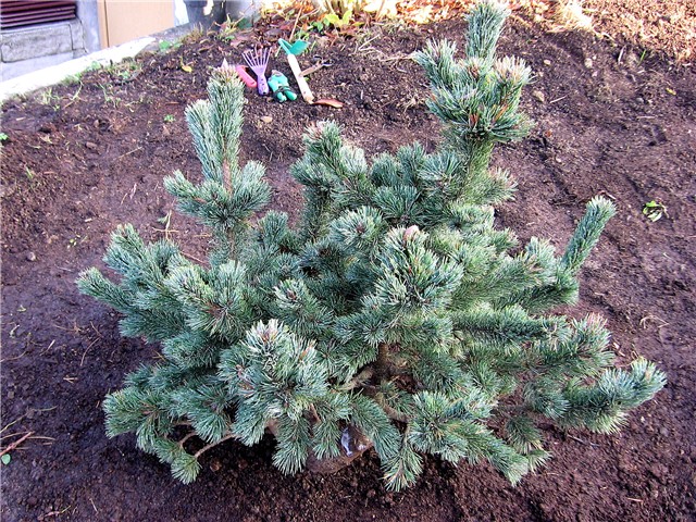 Pinus aristata